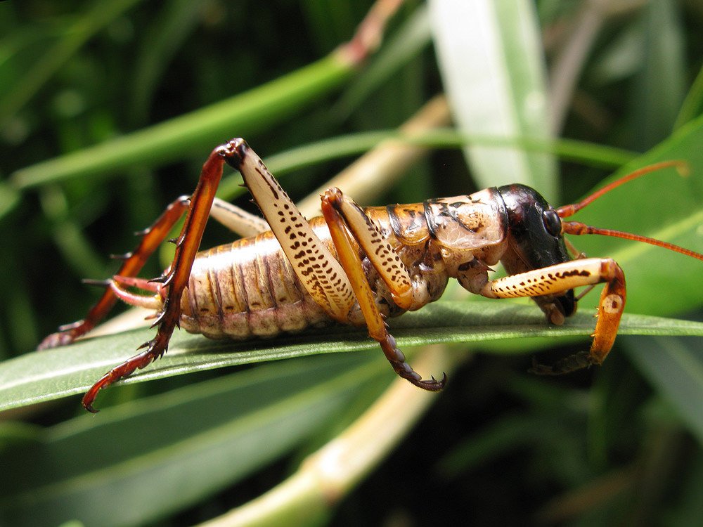 weta